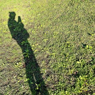 植物が好きな話と散歩にハマっている話