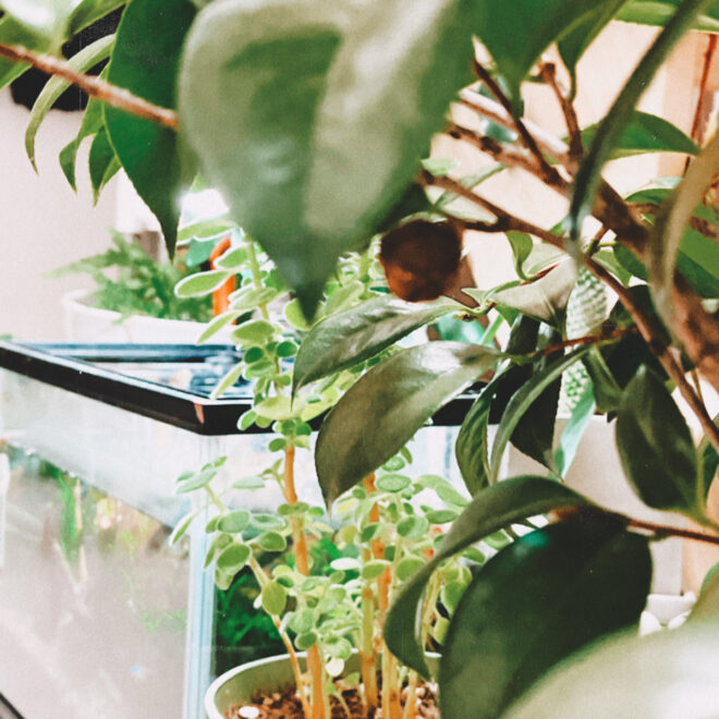 観葉植物の写真