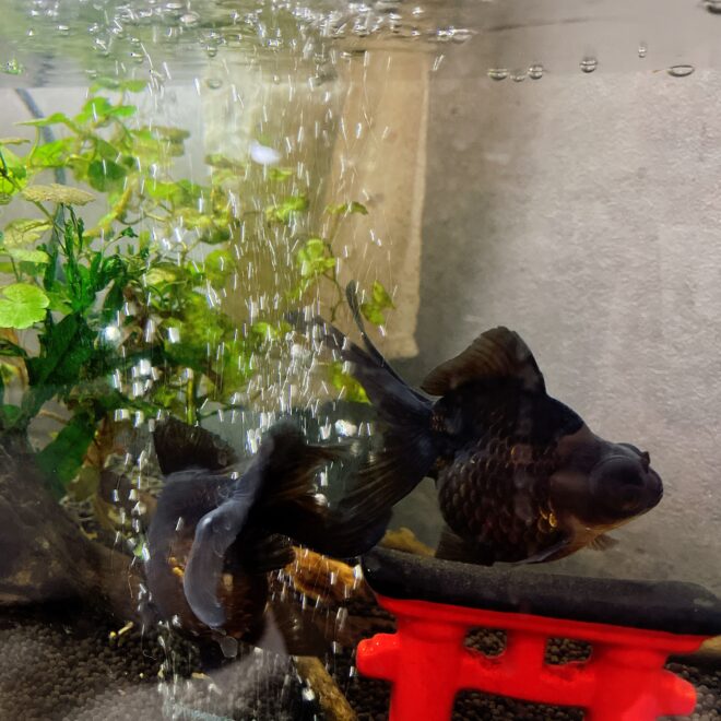 真っ黒のデメキン