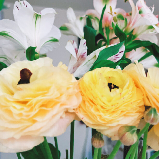 信州の花ラナンキュラス