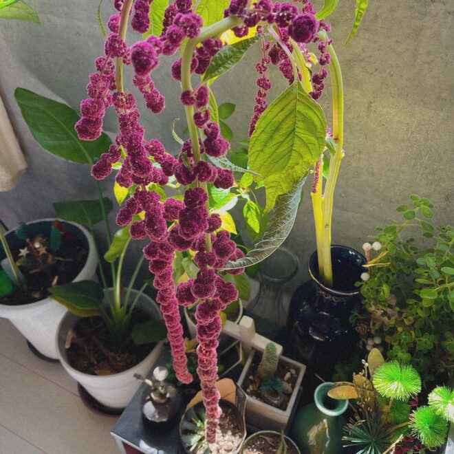 ヒモゲイトウの写真